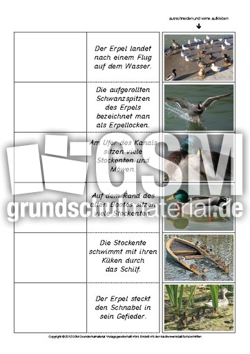 Flip-Flap-Zuordnung-Stockente-lesen 4.pdf